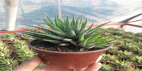 تصویر 3 از قیمت خرید گیاه آلوئه ورا ابلق عمده به صرفه و ارزان